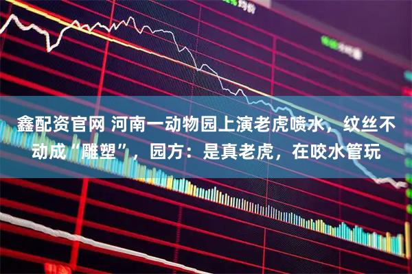 鑫配资官网 河南一动物园上演老虎喷水，纹丝不动成“雕塑”，园方：是真老虎，在咬水管玩
